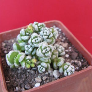 Crassula coralina