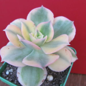 Aeonium Sunburst variegata