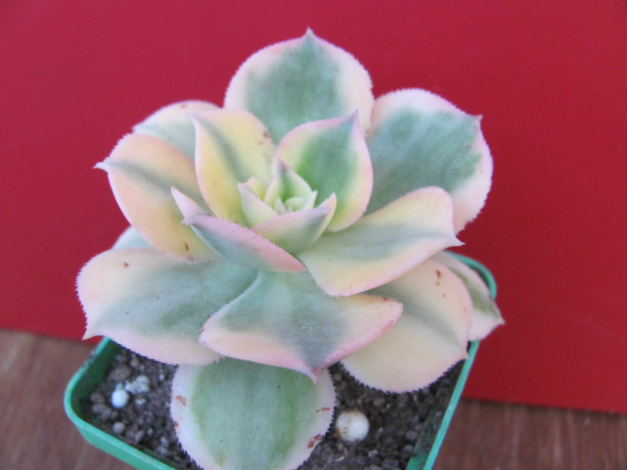 Aeonium Sunburst variegata