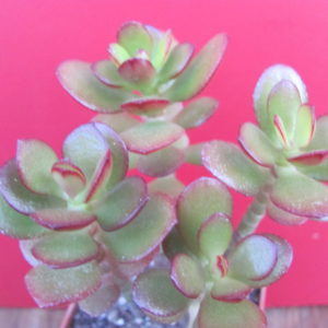 Crassula ovata  Minor