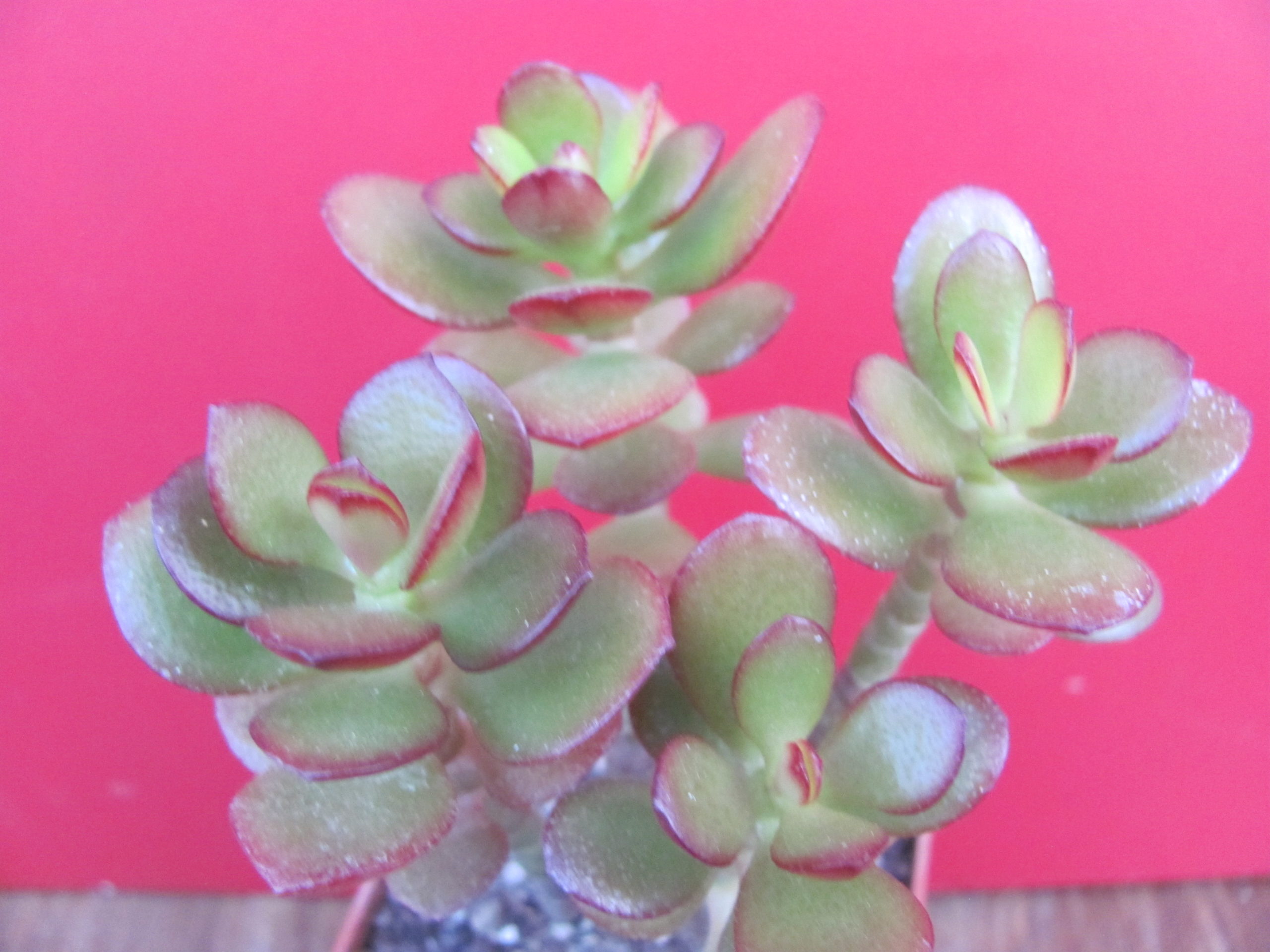 Crassula ovata  Minor