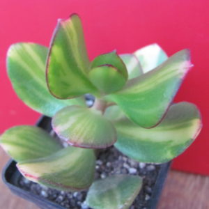 Crassula Solana