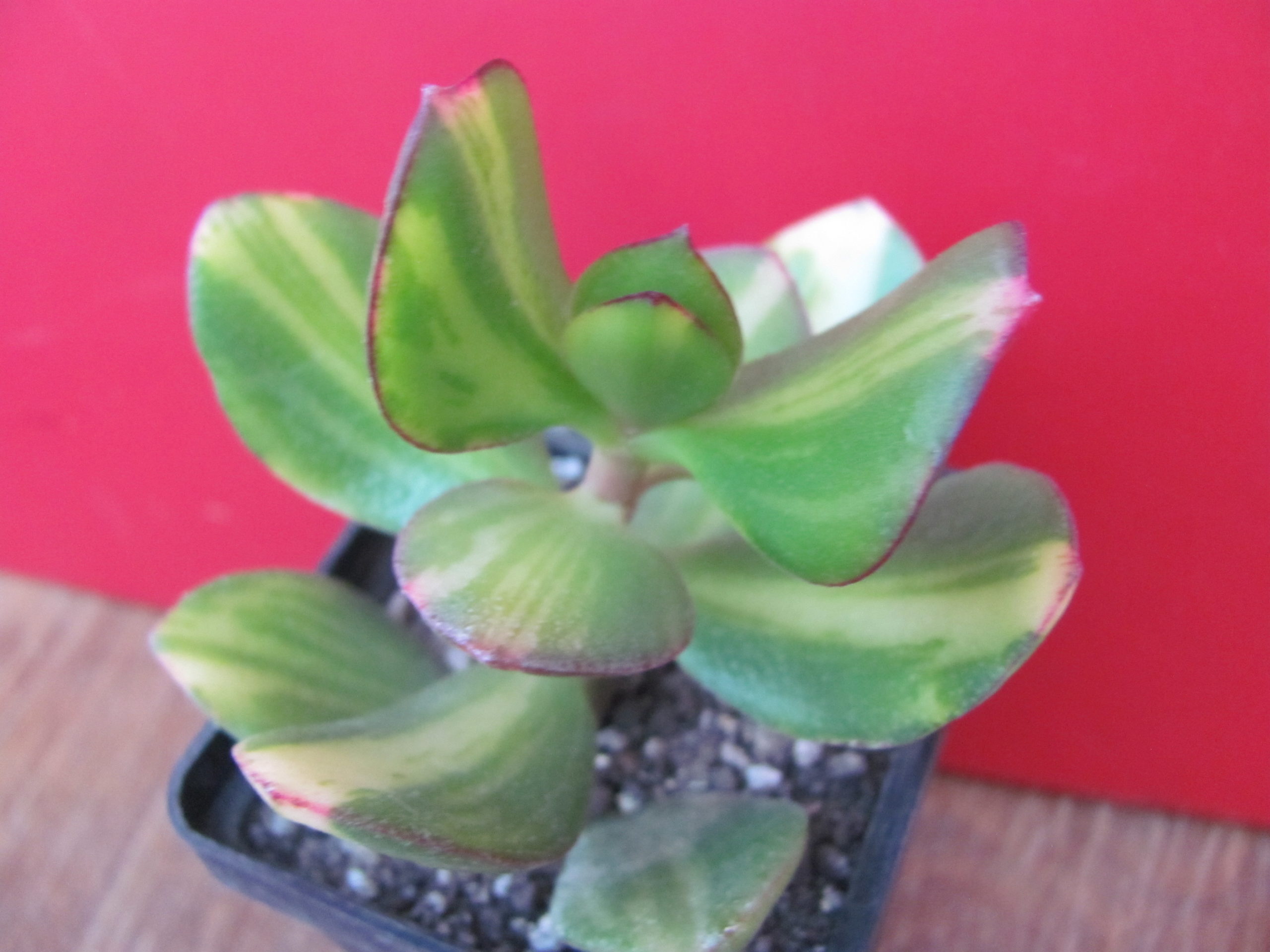 Crassula Solana