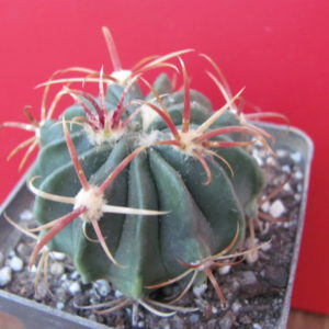Ferocactus latispinus rubrispinus