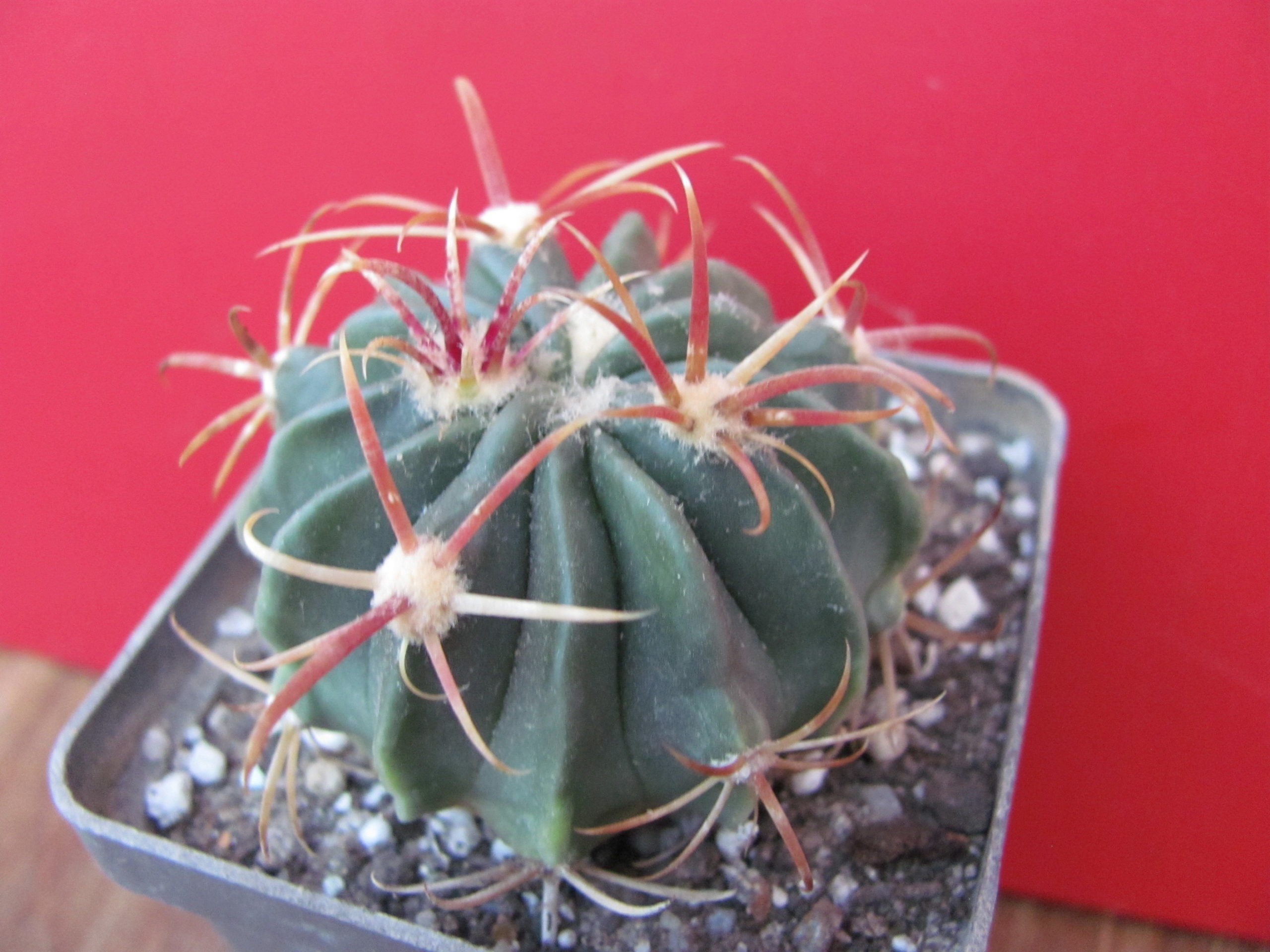 Ferocactus latispinus rubrispinus