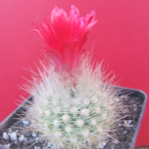 Parodia nivosa