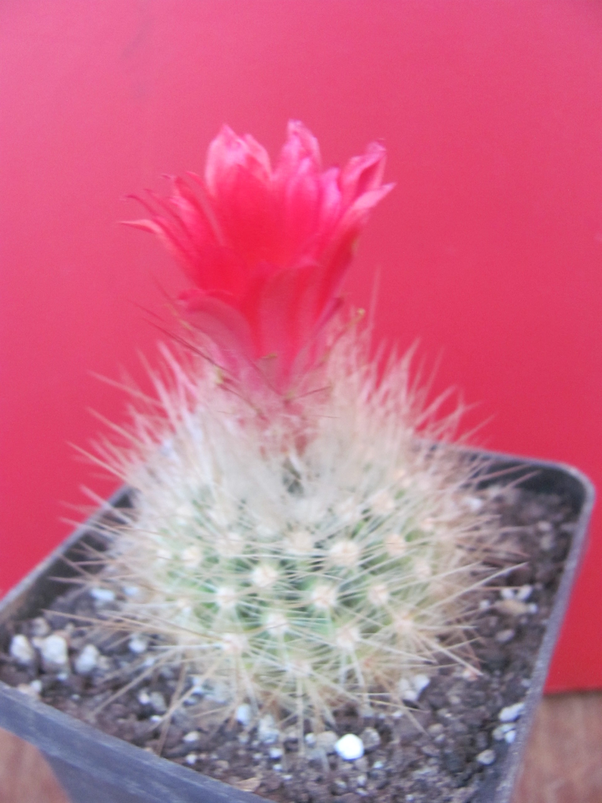 Parodia nivosa