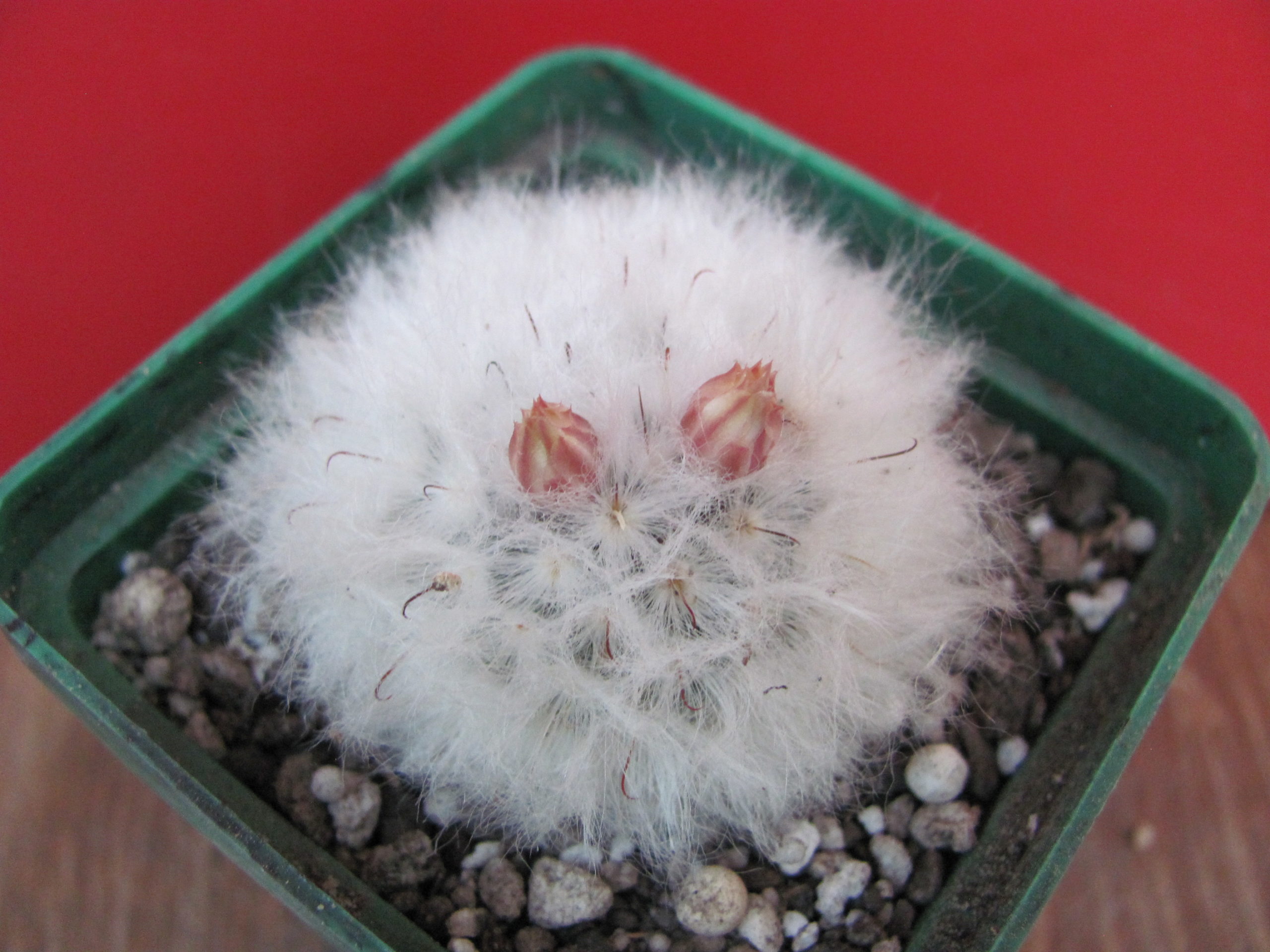 Mammillaria multilanata