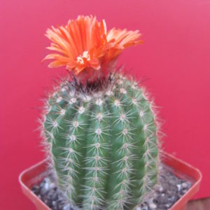 Parodia mairanana
