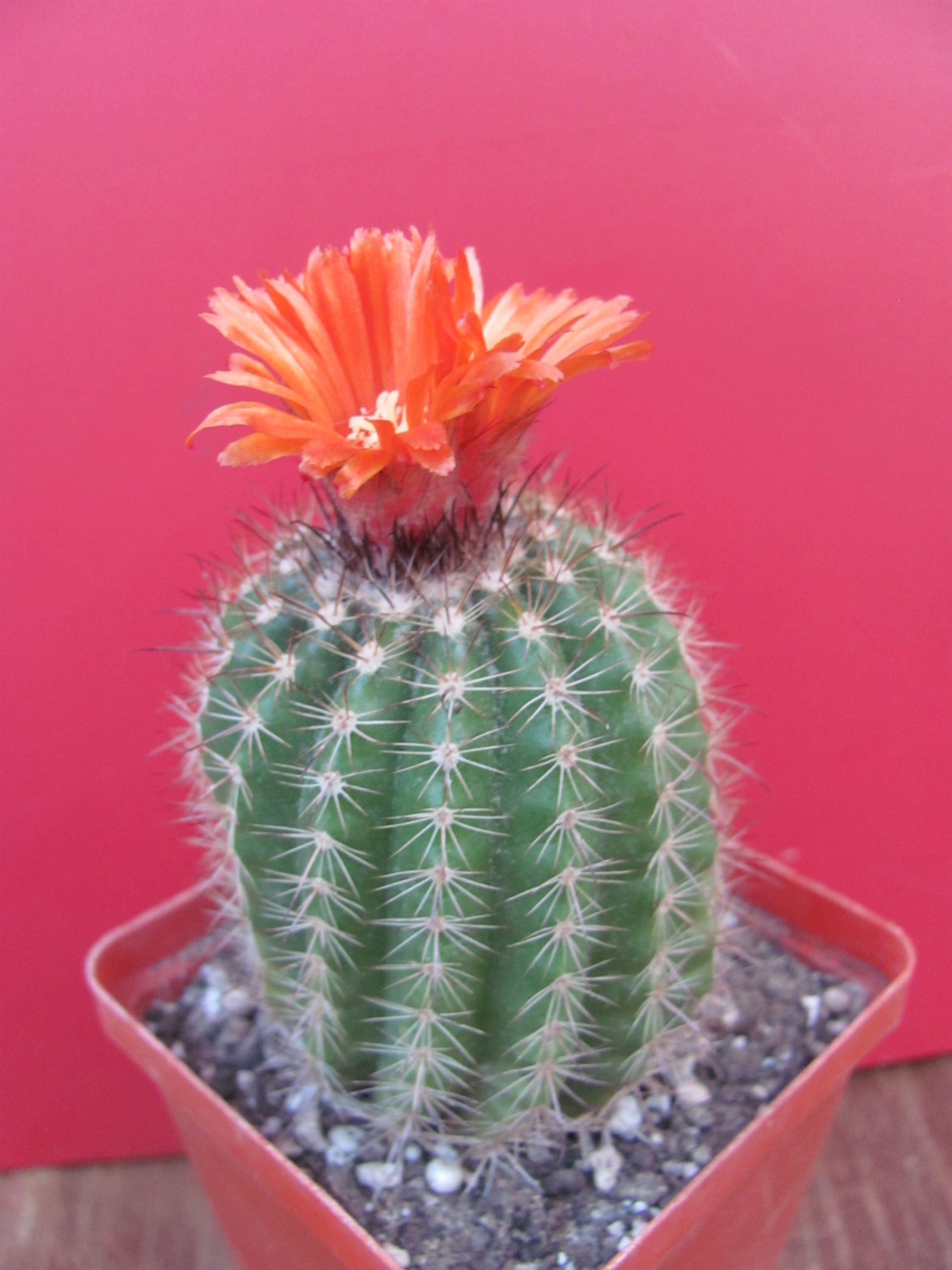 Parodia mairanana