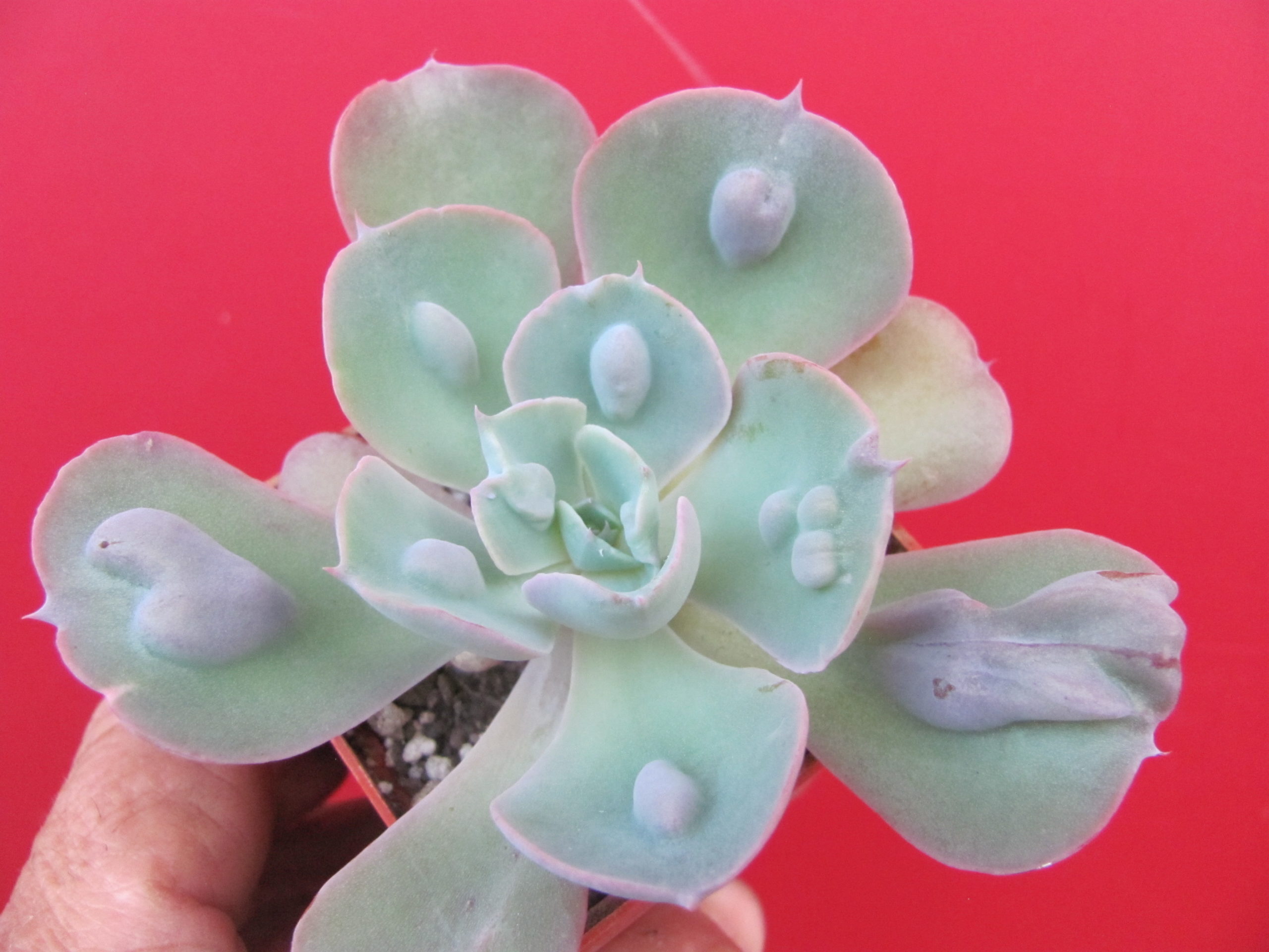 Echeveria *Heart Delight*