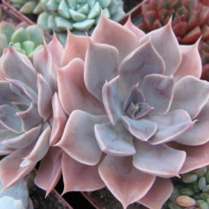 Echeveria *Linda Jane*