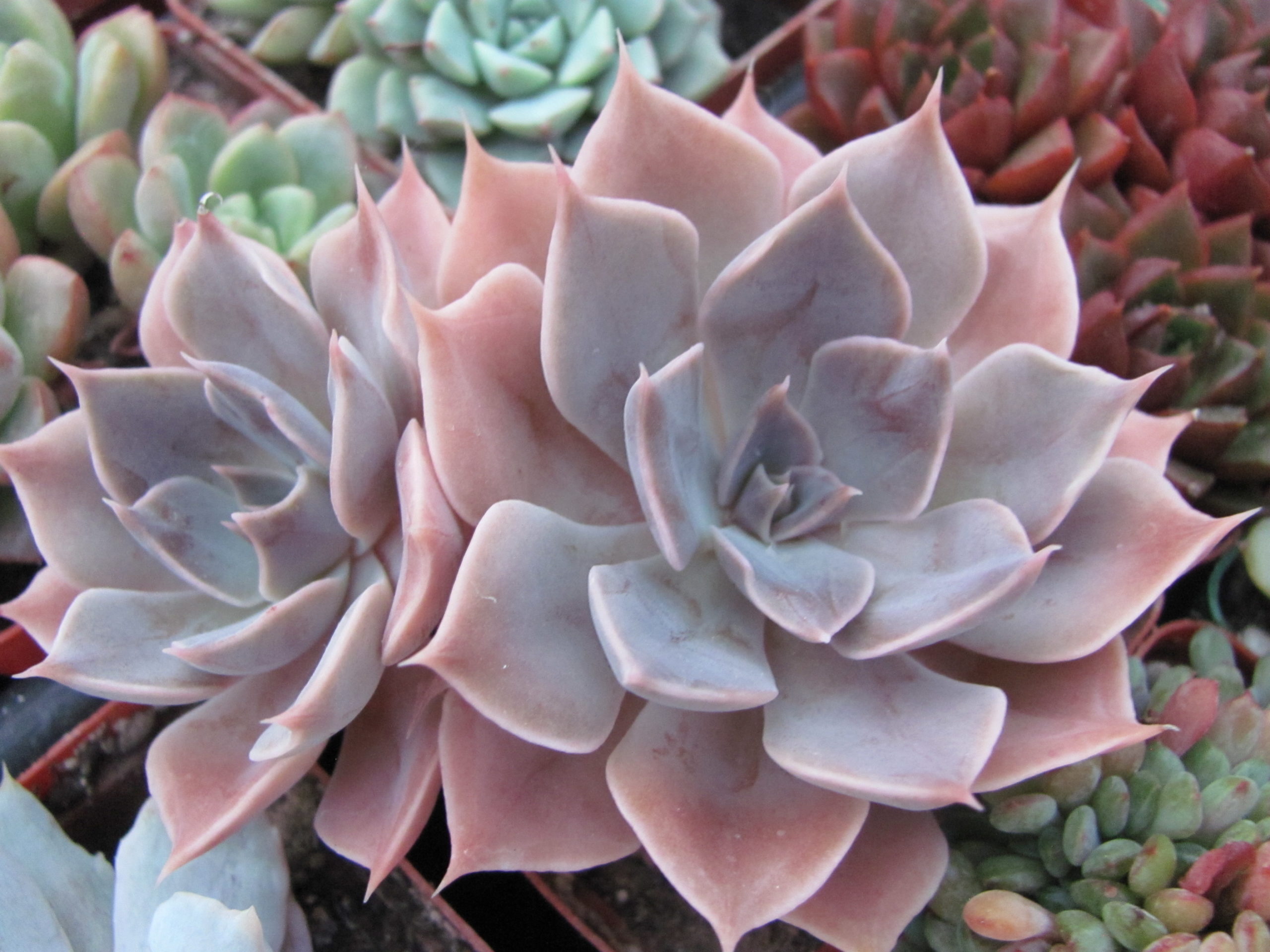Echeveria *Linda Jane*
