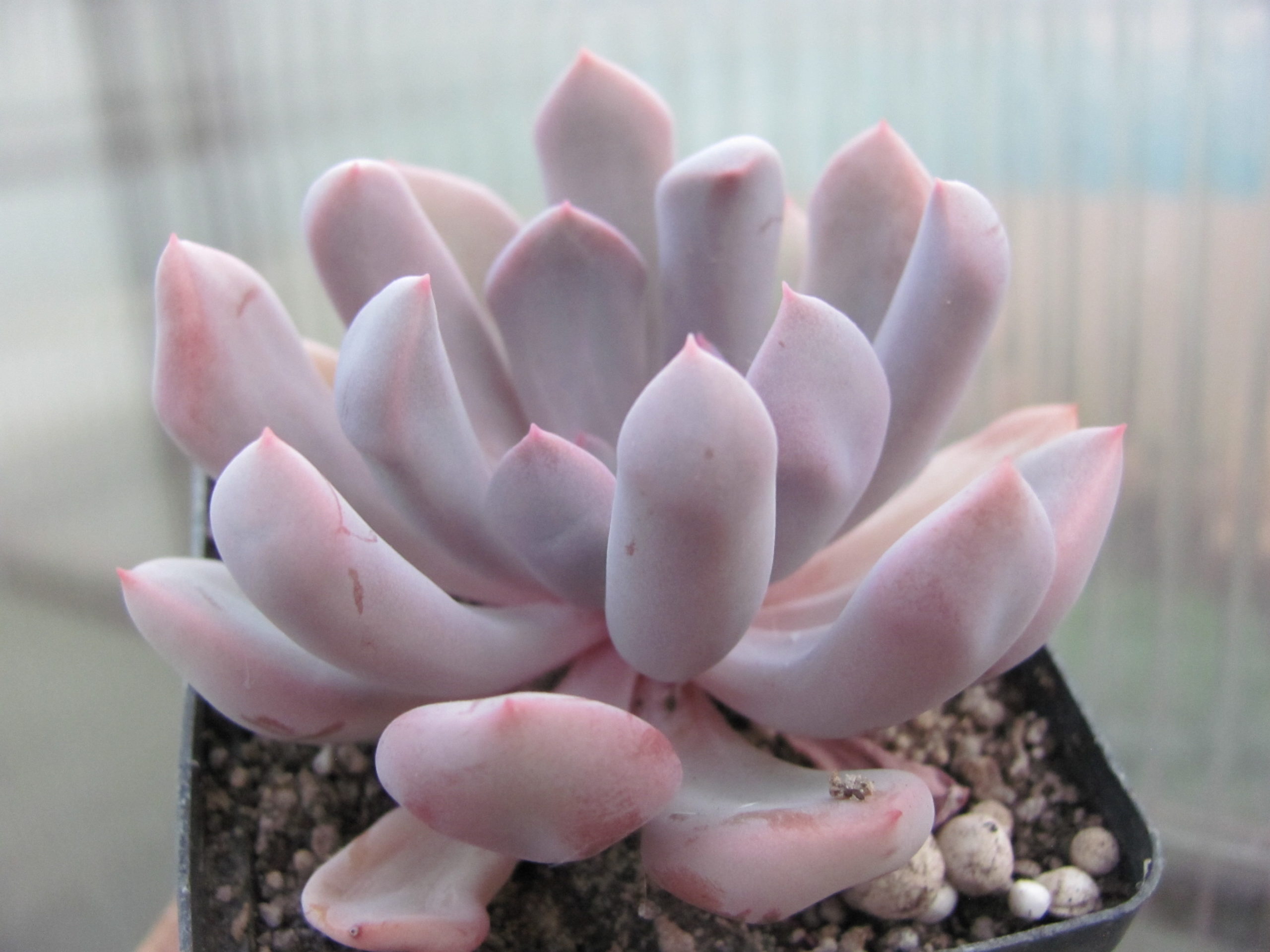 Echeveria Cupid