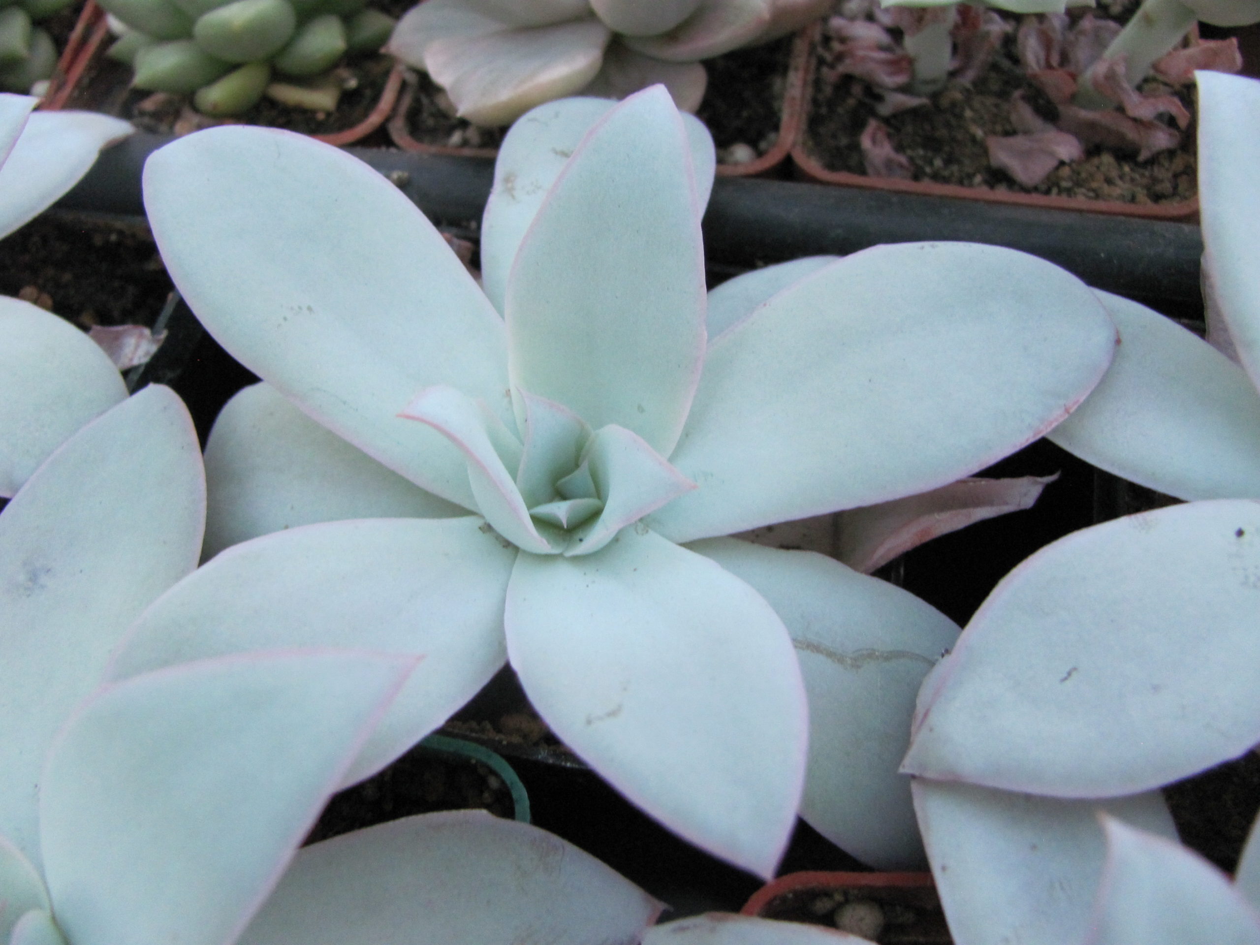 Echeveria cante