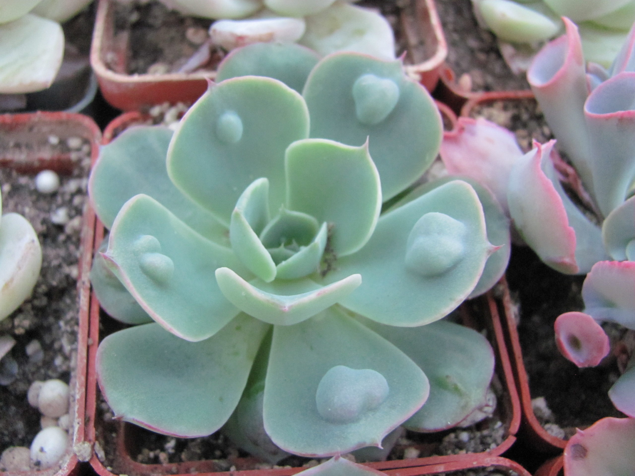 Echeveria Raindrops
