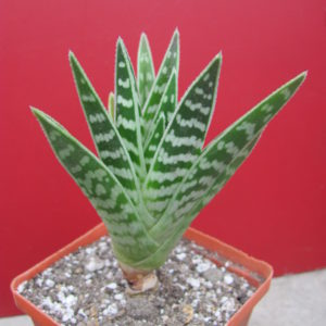 Aloe  variegata