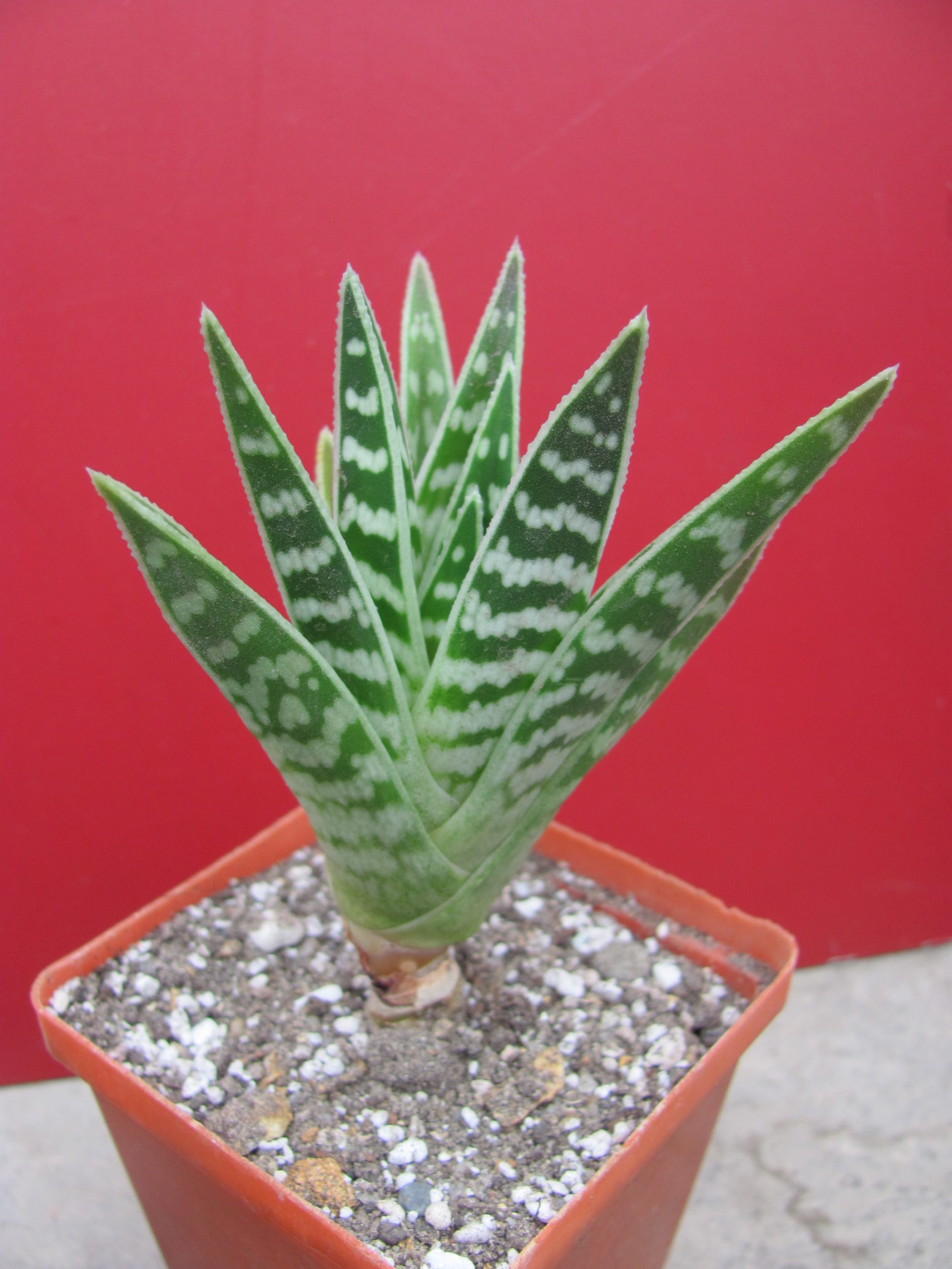 Aloe  variegata