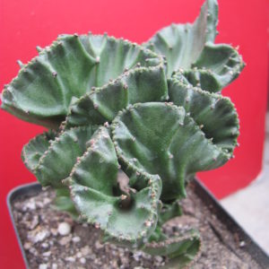 Euphorbia lactea cristata