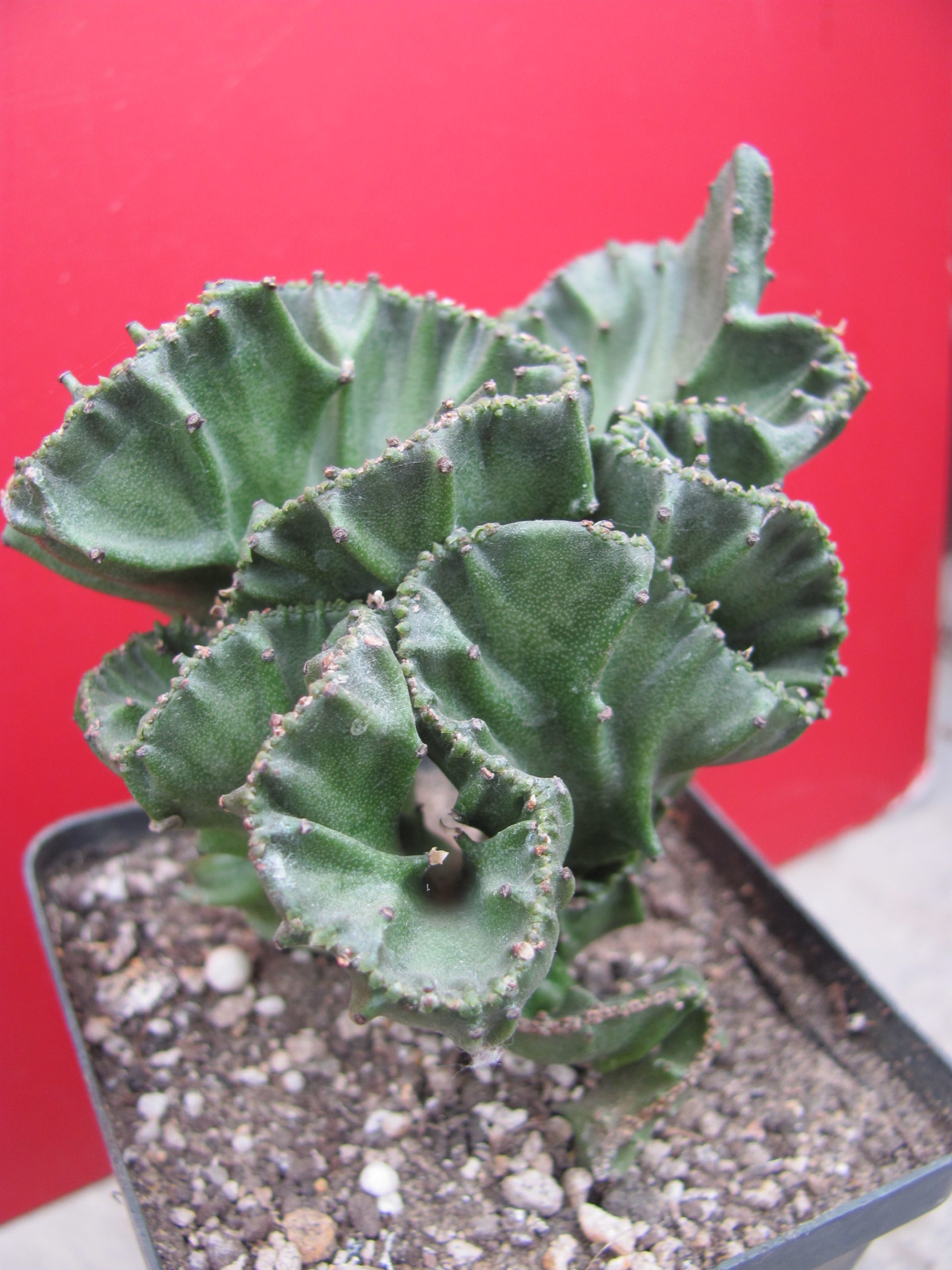 Euphorbia lactea cristata