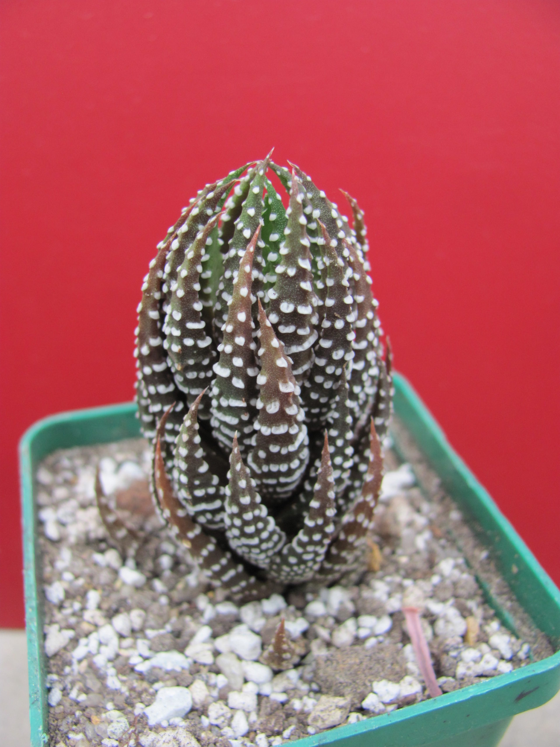 Haworthia reinwardtii addoensis