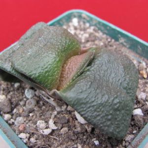 Gasteria armstrongii