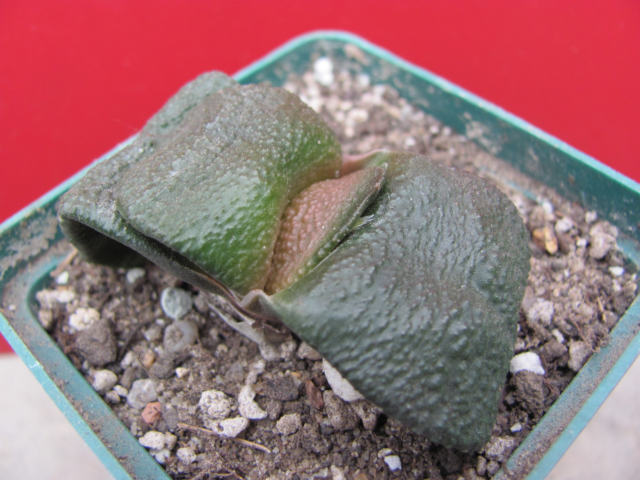 Gasteria armstrongii
