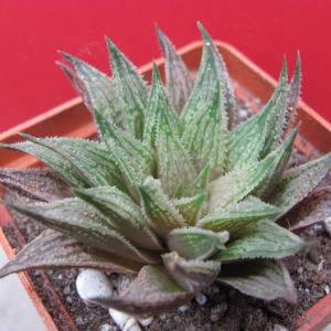 Haworthia *Sugar  Candy*