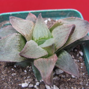 Haworthia pygmaea