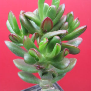 Crassula ovata  *HOBBIT*