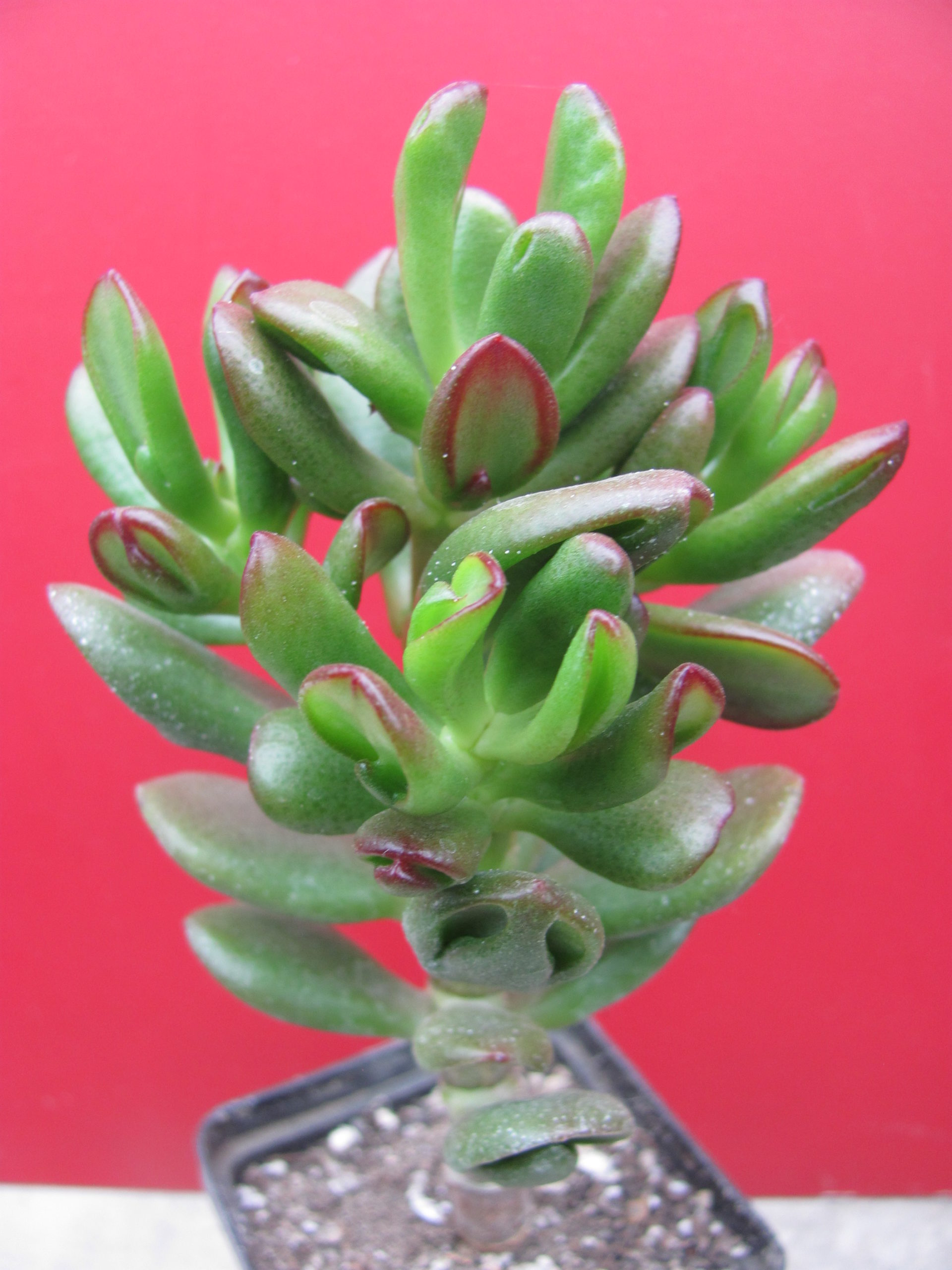 Crassula ovata  *HOBBIT*