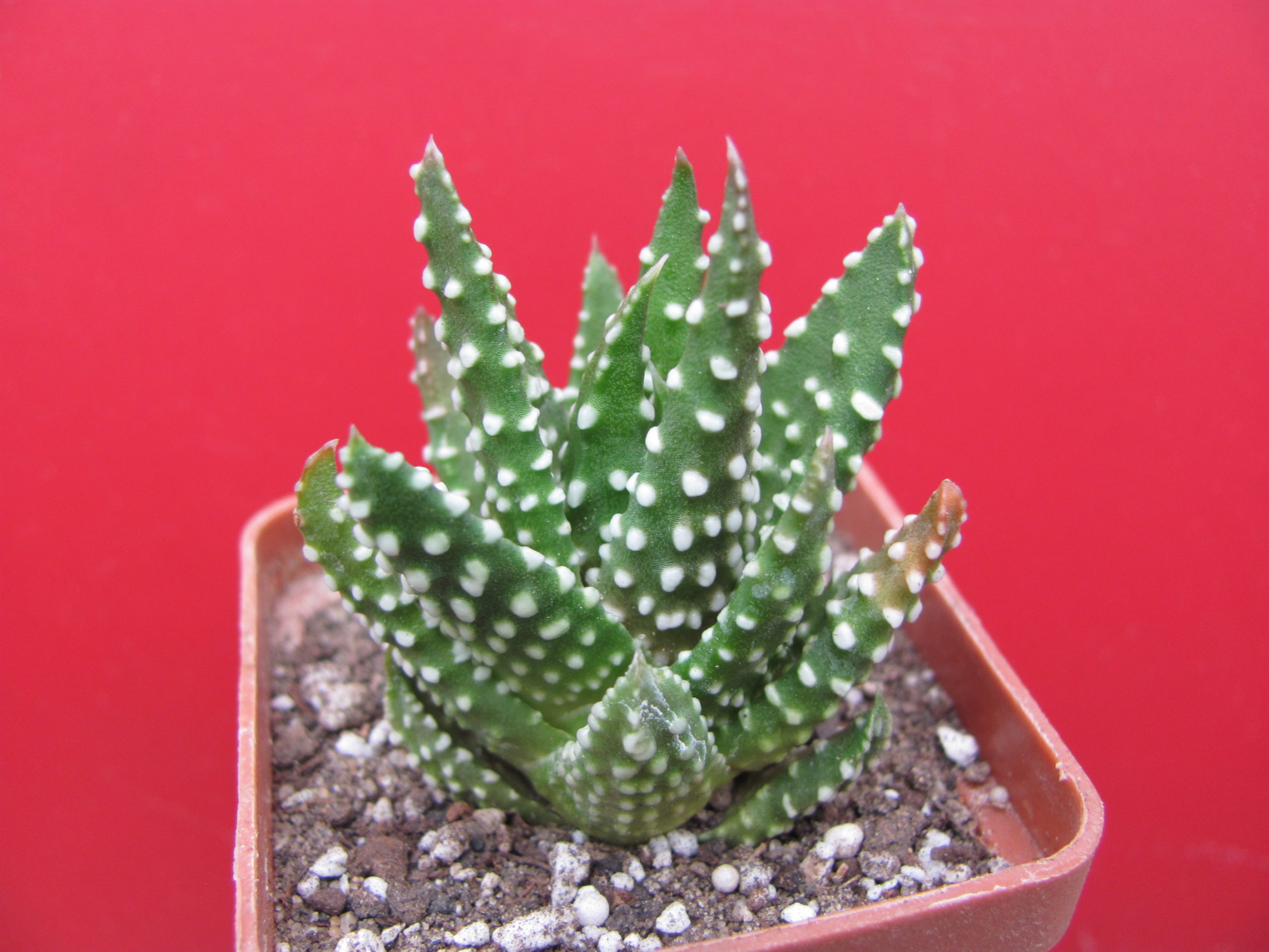 Haworthia  pumila