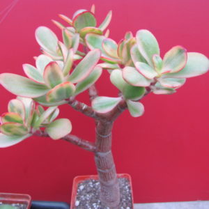 Crassula  Hummels Sunset variegata