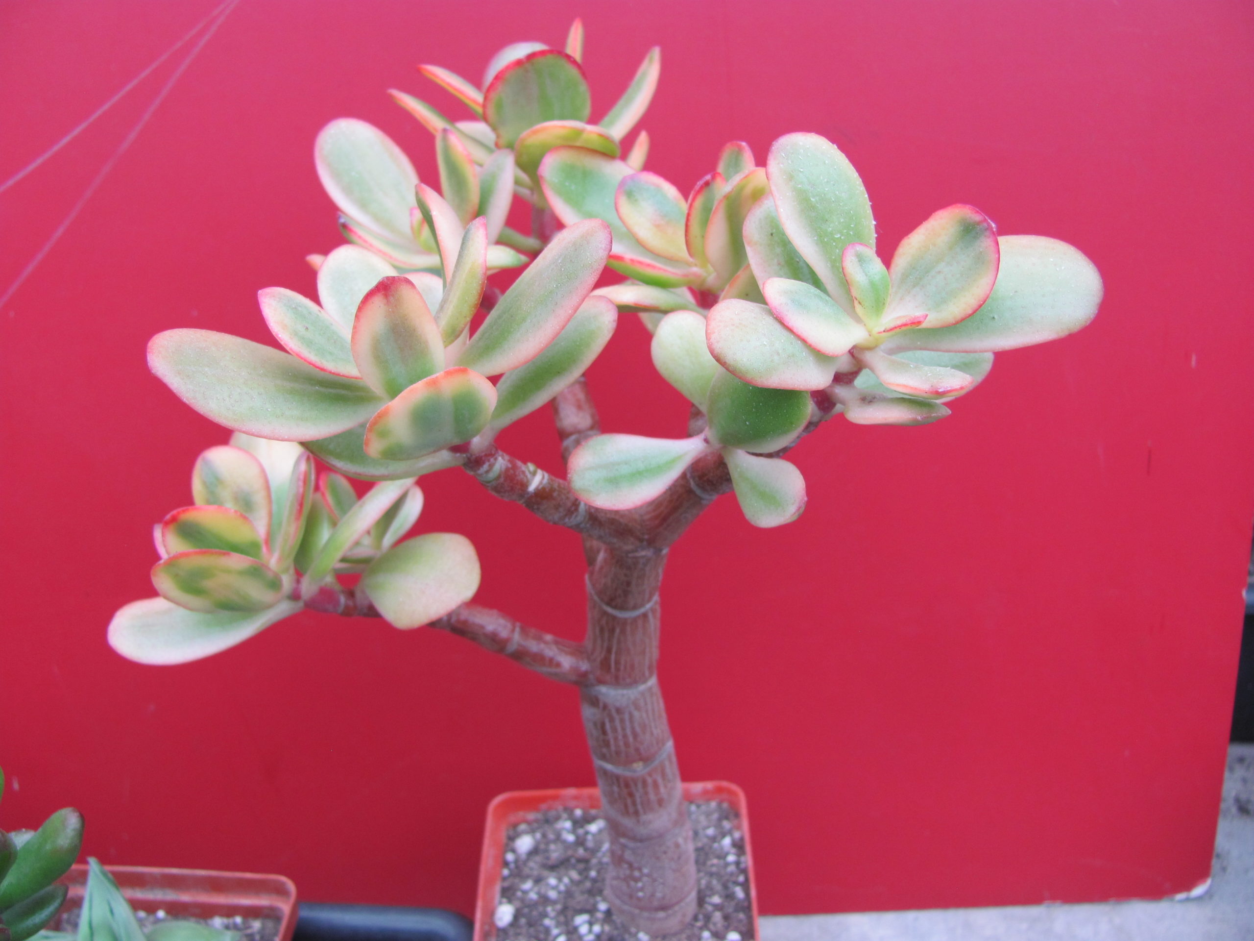 Crassula  Hummels Sunset variegata