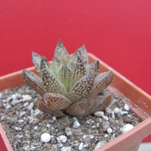 Haworthia  reticulata   Dublin