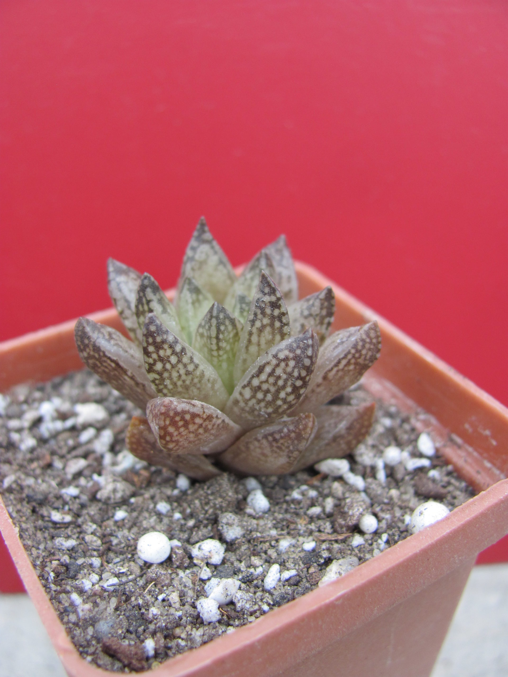 Haworthia  reticulata   Dublin