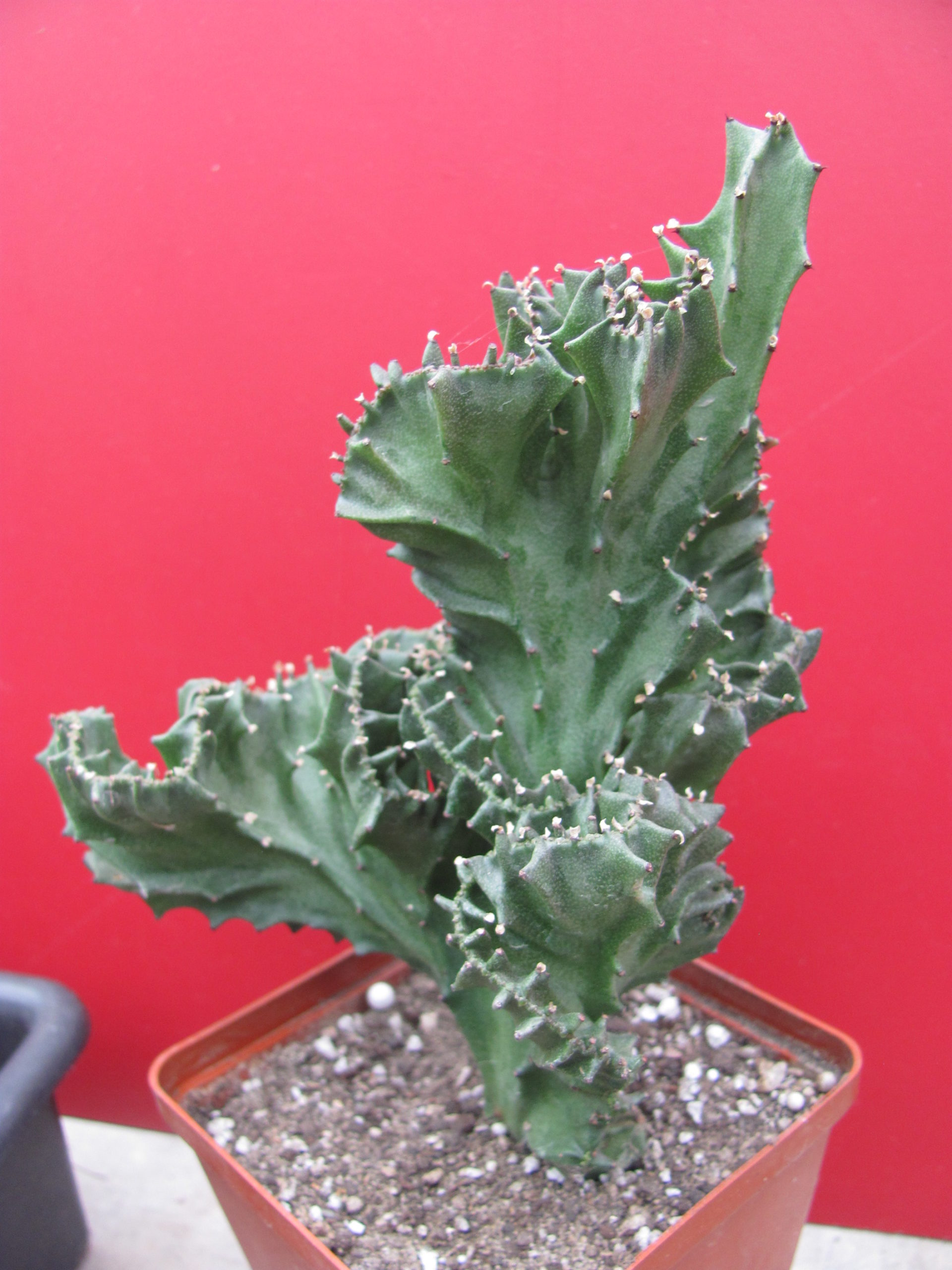 Euphorbia lactea variegata