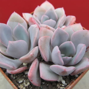 Echeveria  Debbie