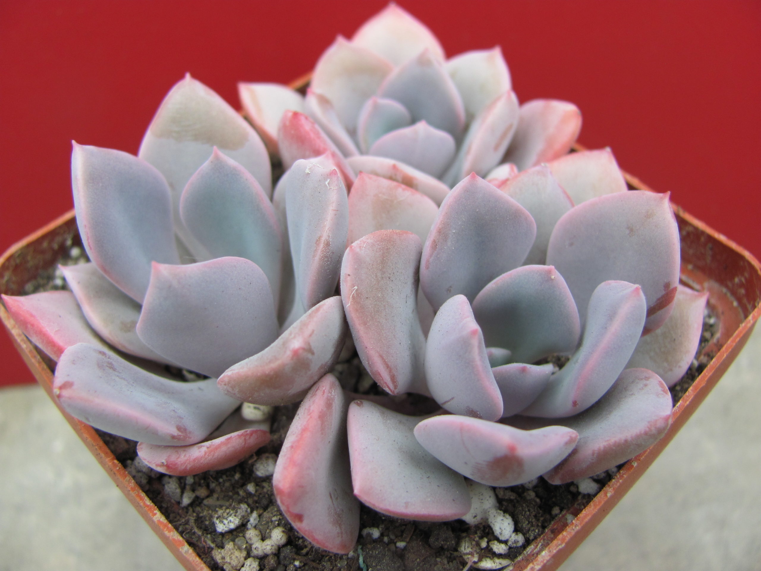 Echeveria  Debbie
