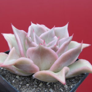 Echeveria Madiba