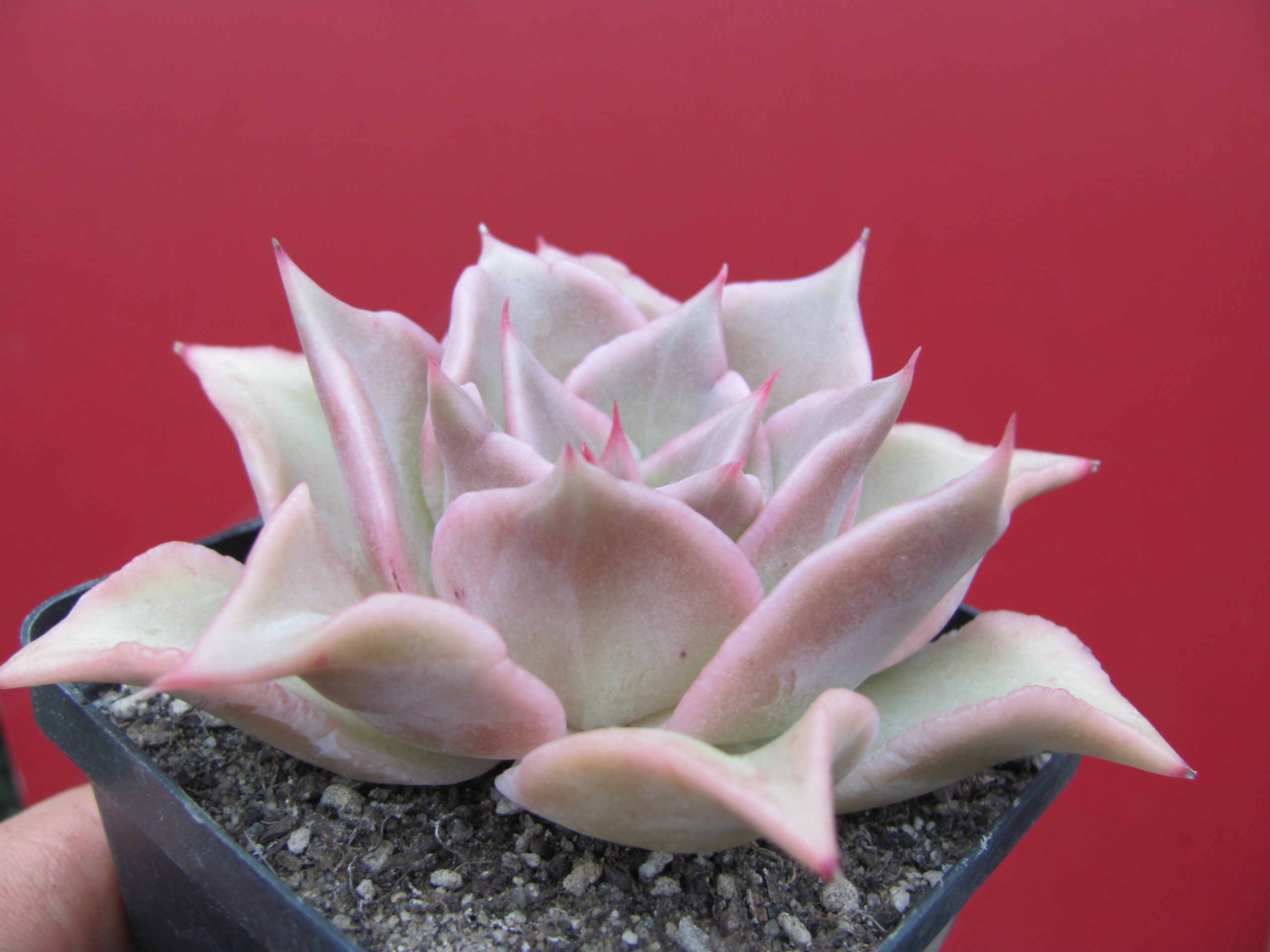 Echeveria Madiba
