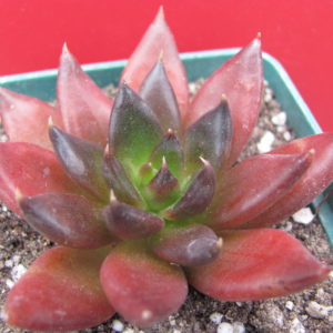 Echeveria Black Prince
