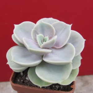 Echeveria   Blue  Surprise