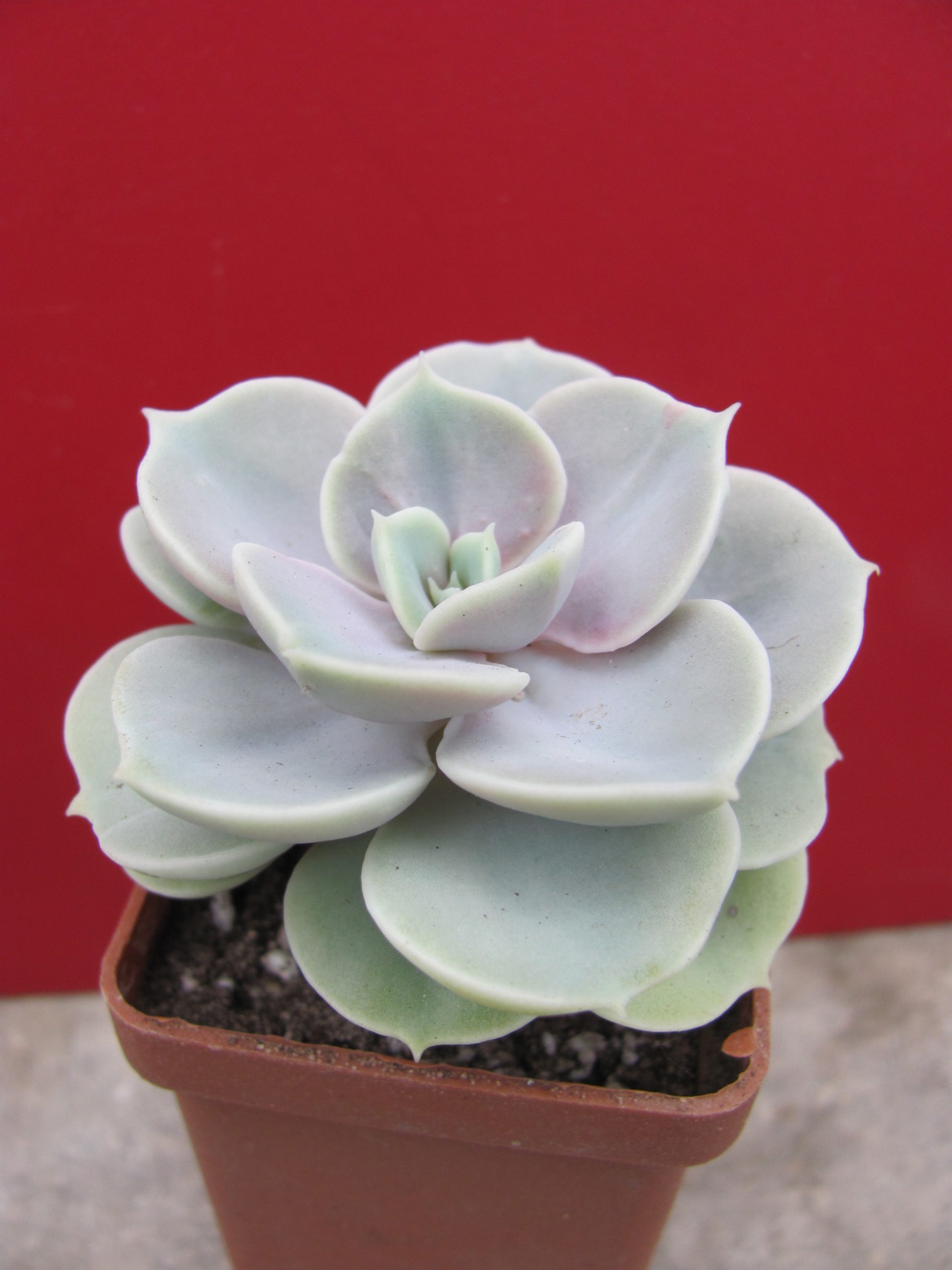 Echeveria Blue Surprise