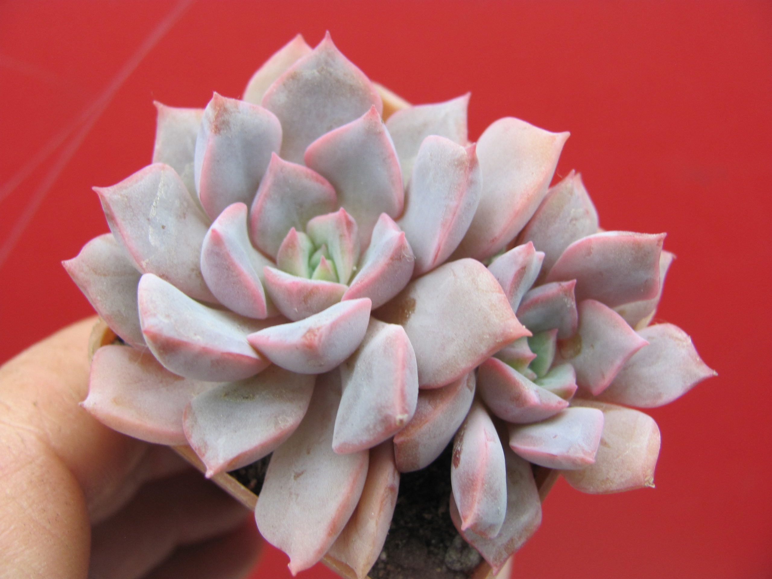 Echeveria hybr. #29