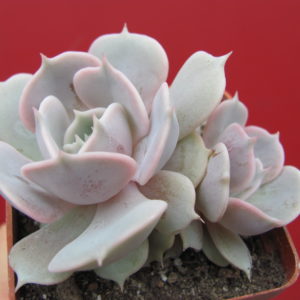 Echeveria  hybr.