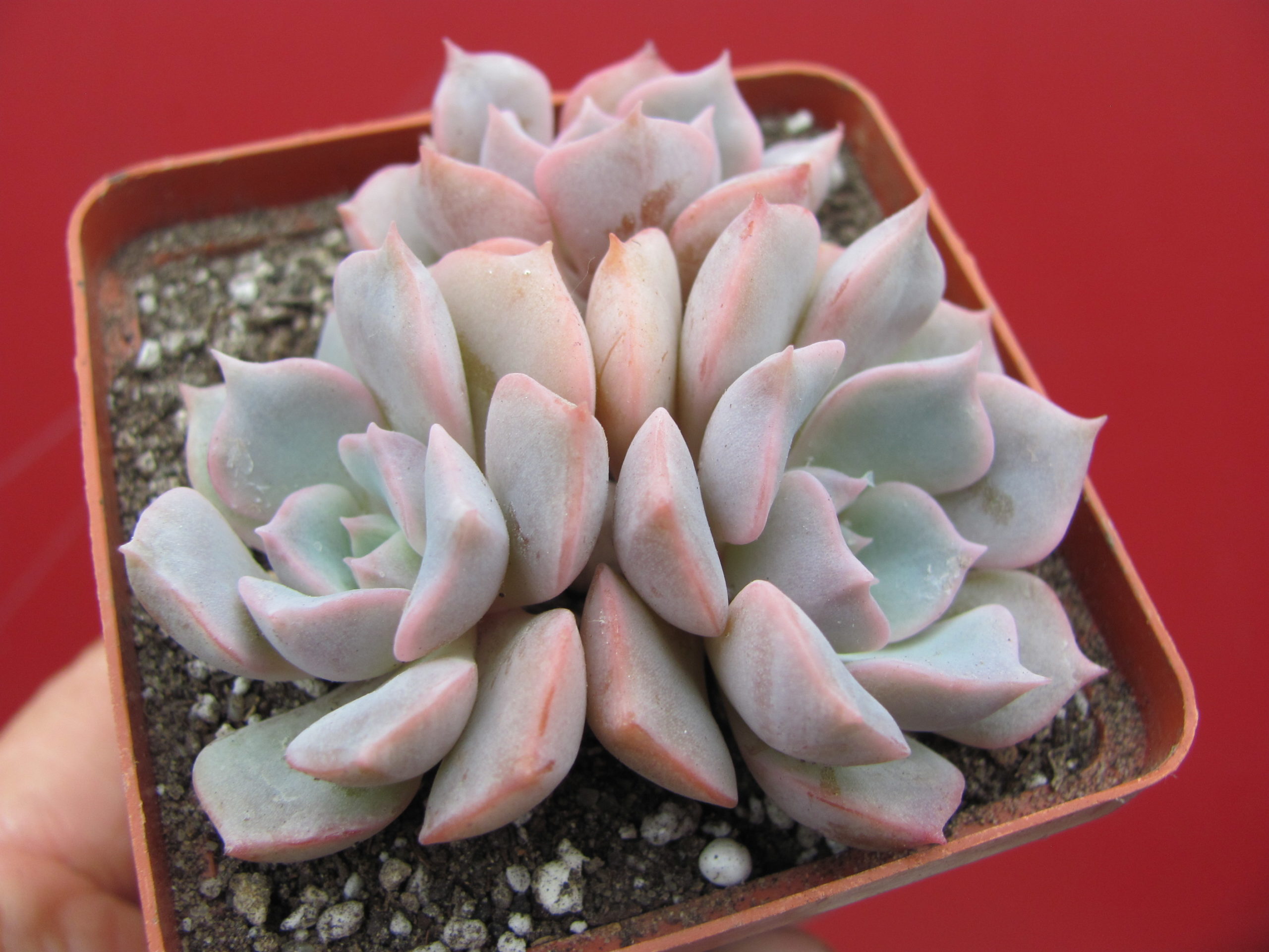 Echeveria   hybr.   #29