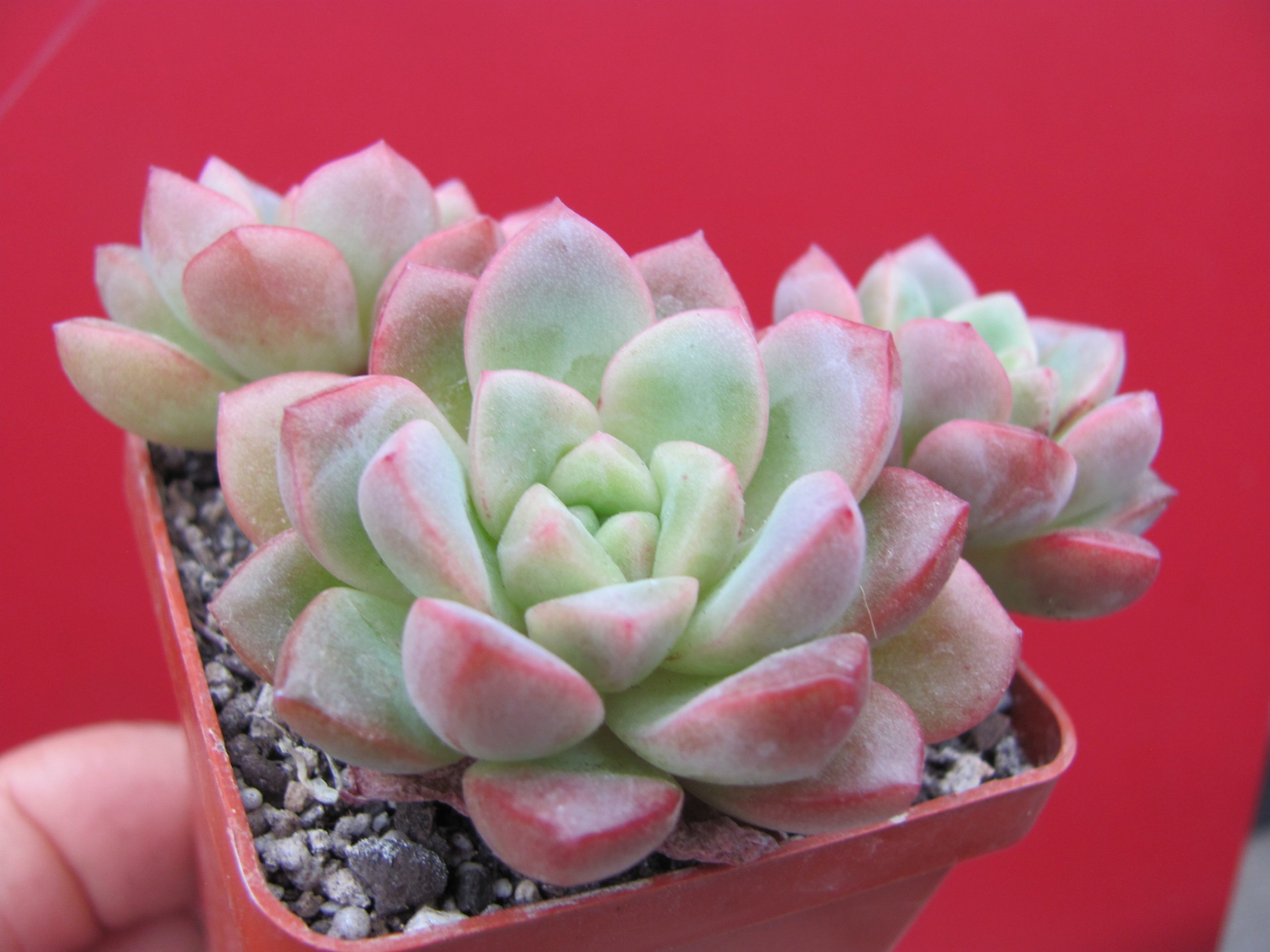 Echeveria  hybr.        ( hybrid Lipskiy )