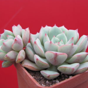 Echeveria  Panda Face