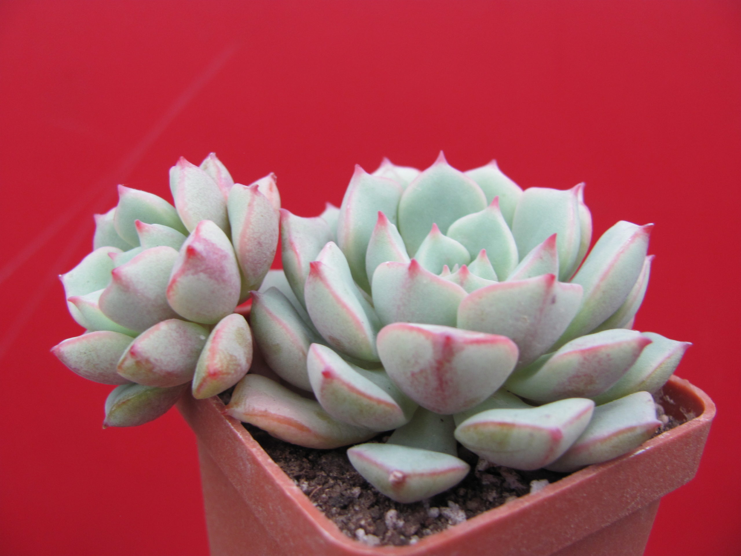 Echeveria  Panda Face